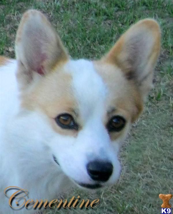 Pembroke Welsh Corgi Puppies