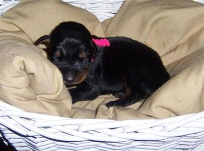 Puppies in EAGLE MOUNTAIN