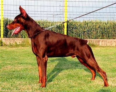 Stud Dogs - Doberman Pinscher