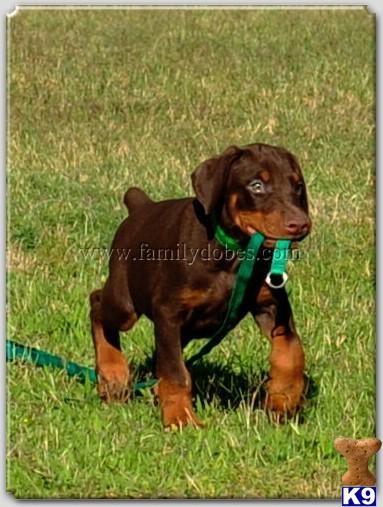 Puppies in EAGLE MOUNTAIN