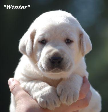 Puppies in EAST CENTRAL