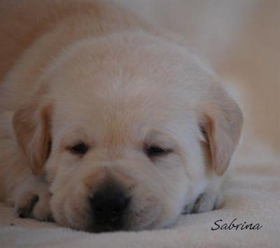 Puppies in EAST CENTRAL