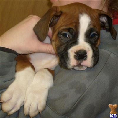 Puppies in MO