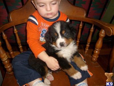 Puppies in MO