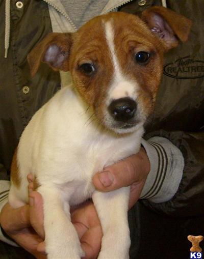 Jack Russell Terrier Puppies for Sale