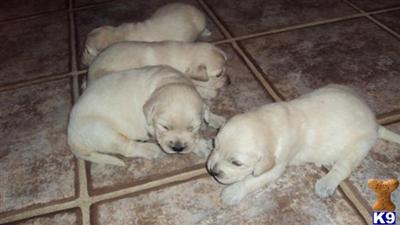 Golden Retriever Puppies for Sale