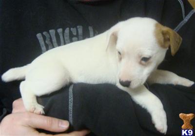 Jack Russell Terrier Puppies for Sale