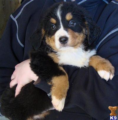 Bernese Mountain Dog Puppies for Sale