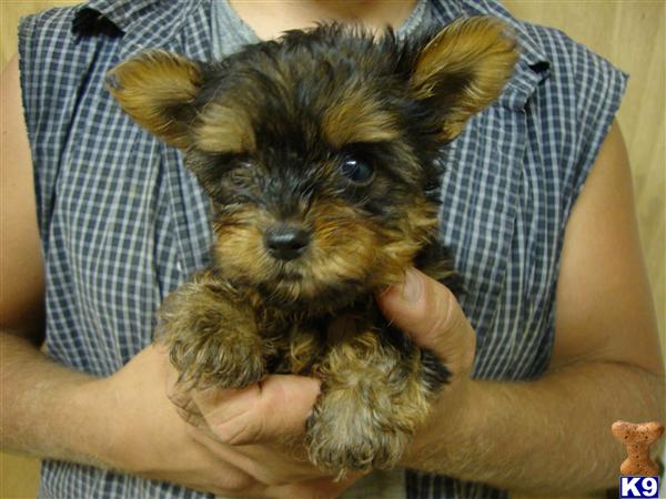 Yorkshire Terrier Puppies for Sale