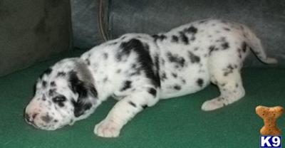 Great Dane Puppies in TX
