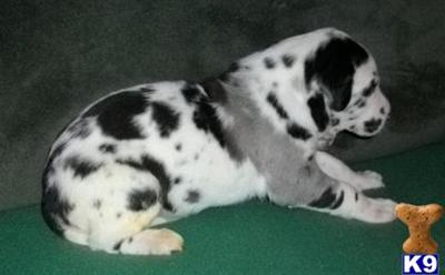 Great Dane Puppies in TX