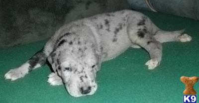 Great Dane Puppies in TX