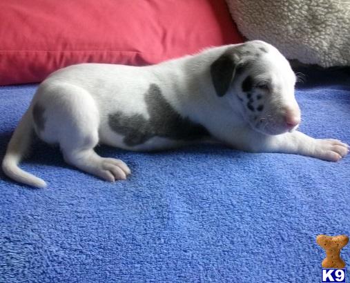 Craigslist Tucson Pets For Sale Www Jpkmotors Com