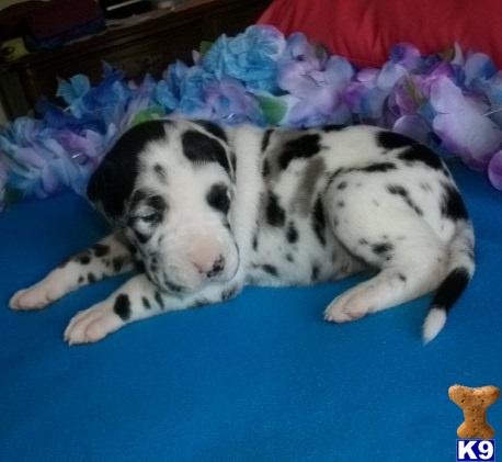 Great Dane Puppies in TX