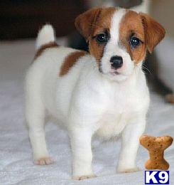 Australian Terrier Puppies for Sale