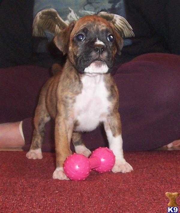 Boxer Puppies