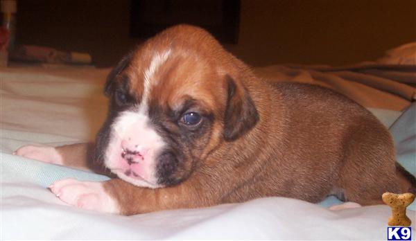 Boxer Puppies