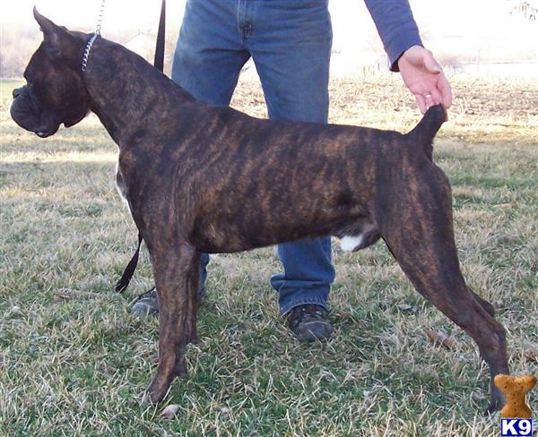 Stud Dogs in IL