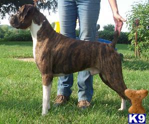Stud Dogs in IL