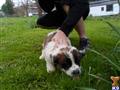 Saint Bernard