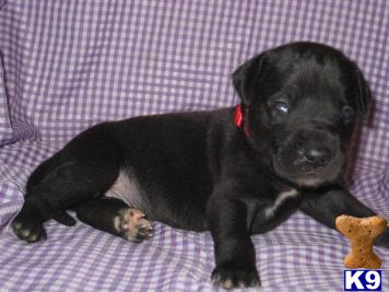 Great Dane Puppies in TX