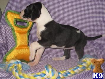Great Dane Puppies in TX