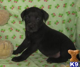 Great Dane Puppies in TX