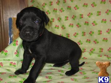 Great Dane Puppies in TX