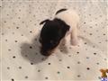 Toy Fox Terrier