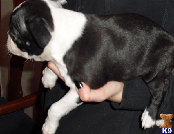 Puppies in IA