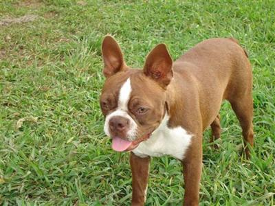 Dogs for Sale in MO