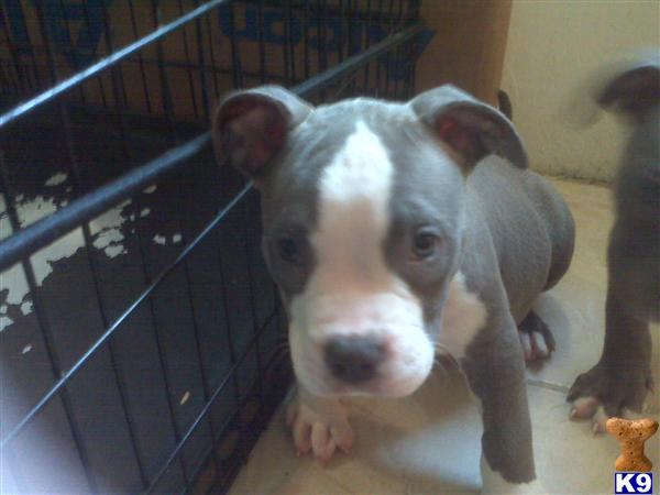 Puppies in BROOKLYN