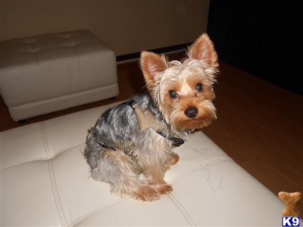 Stud Dogs - Yorkshire Terrier