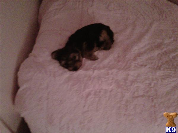 Stud Dogs - Yorkshire Terrier