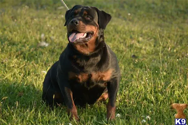 Rottweiler puppy for sale
