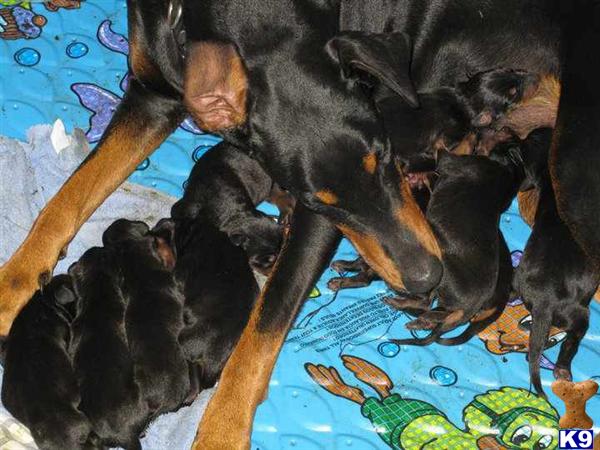 doberman puppies for sale. Doberman Pinscher Puppies in