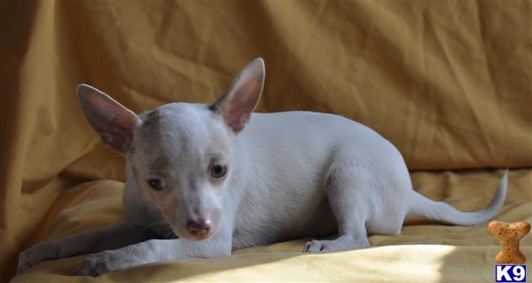 Chihuahua Puppies in TX