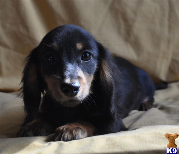 Dachshund Puppies
