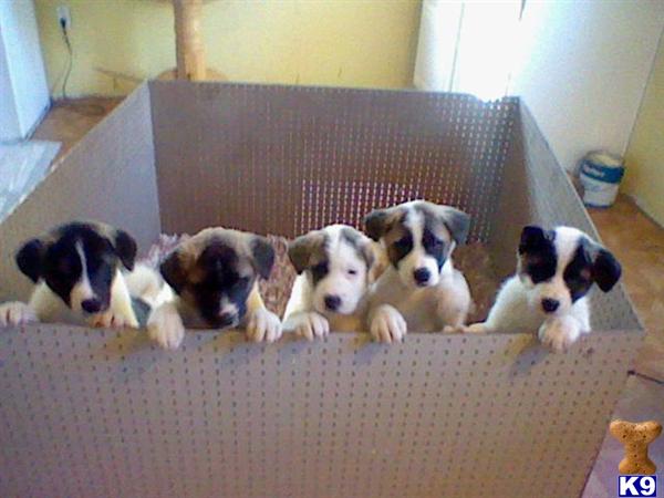Akita Puppies