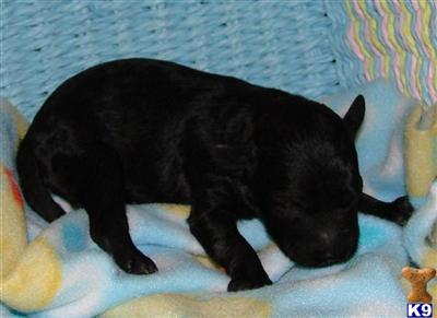 Puppies in NC