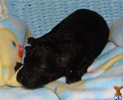 Puppies in NC