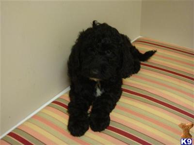 Puppies in NC
