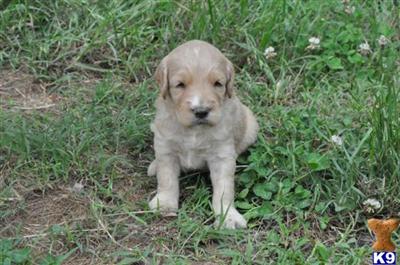 Goldendoodles Puppies for Sale
