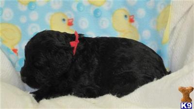 Goldendoodles Puppies for Sale