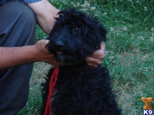 hot mini goldendoodle puppies. goldendoodle puppies michigan. goldendoodle miniature goldendoodle puppies for sale. hot mini goldendoodle puppies. goldendoodle puppies michigan. goldendoodle