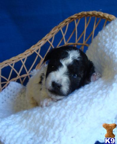 Puppies in Liberty