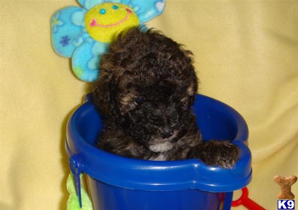 Puppies in Liberty