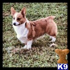 Stud Dogs - Pembroke Welsh Corgi