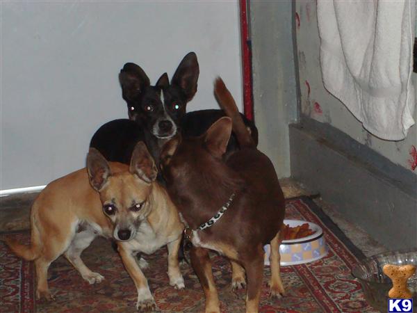 Dogs - Chihuahua