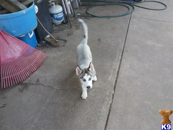 Puppies in KS